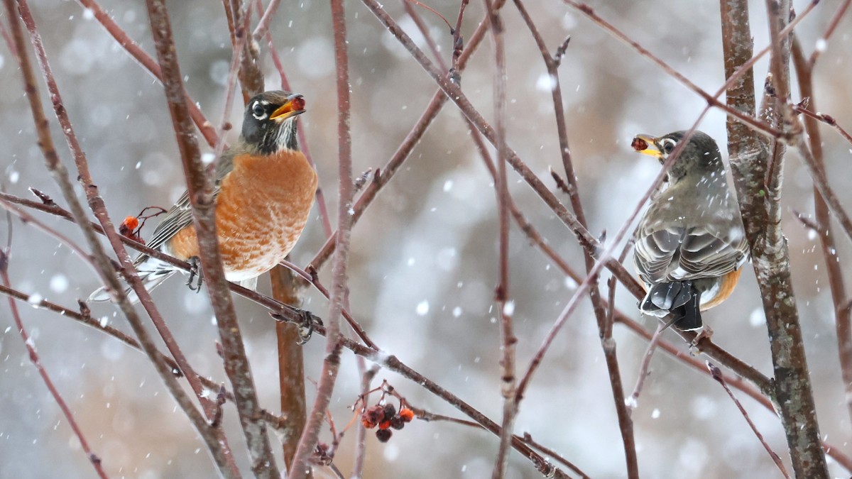 American Robin - ML646698387