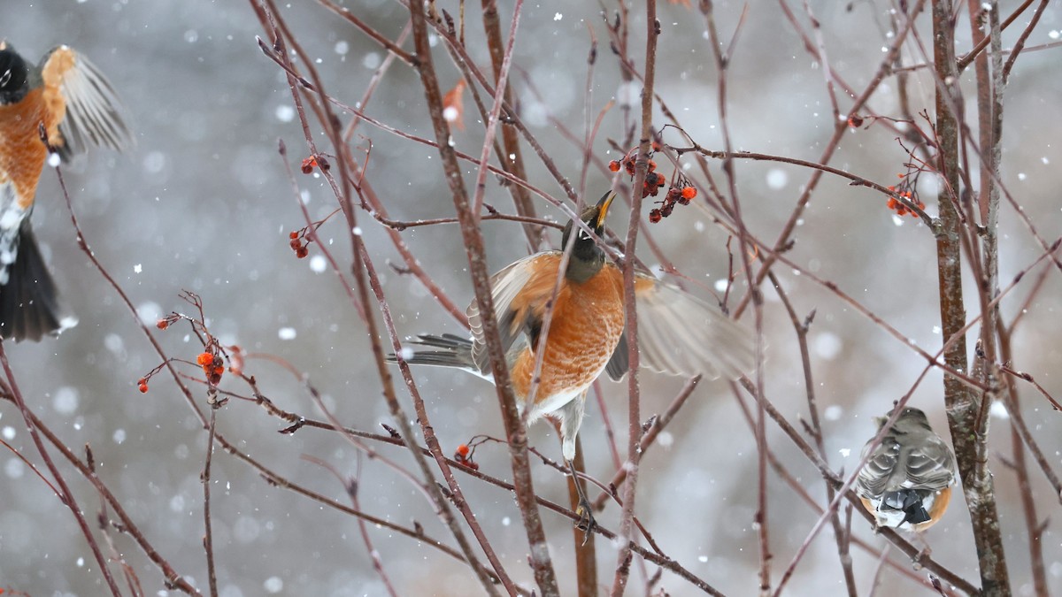 American Robin - ML646698388