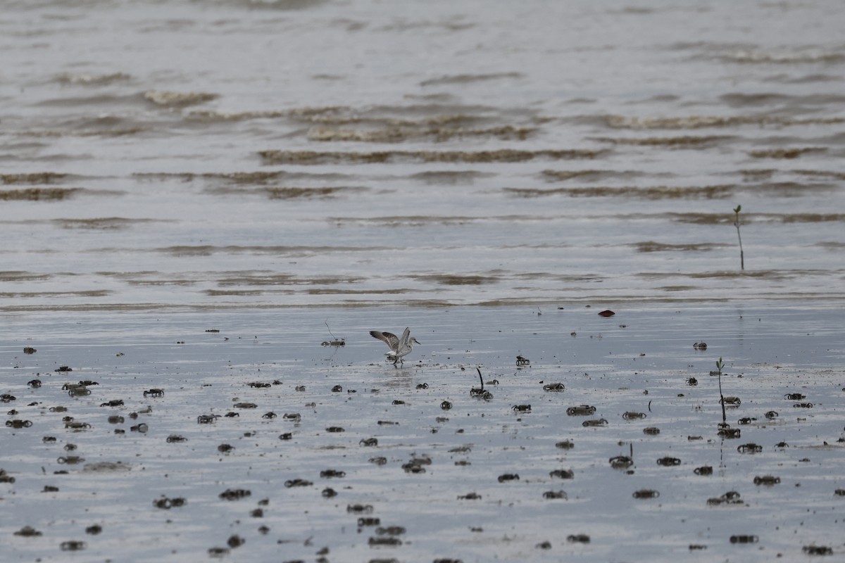 Txirri handia - ML646698390