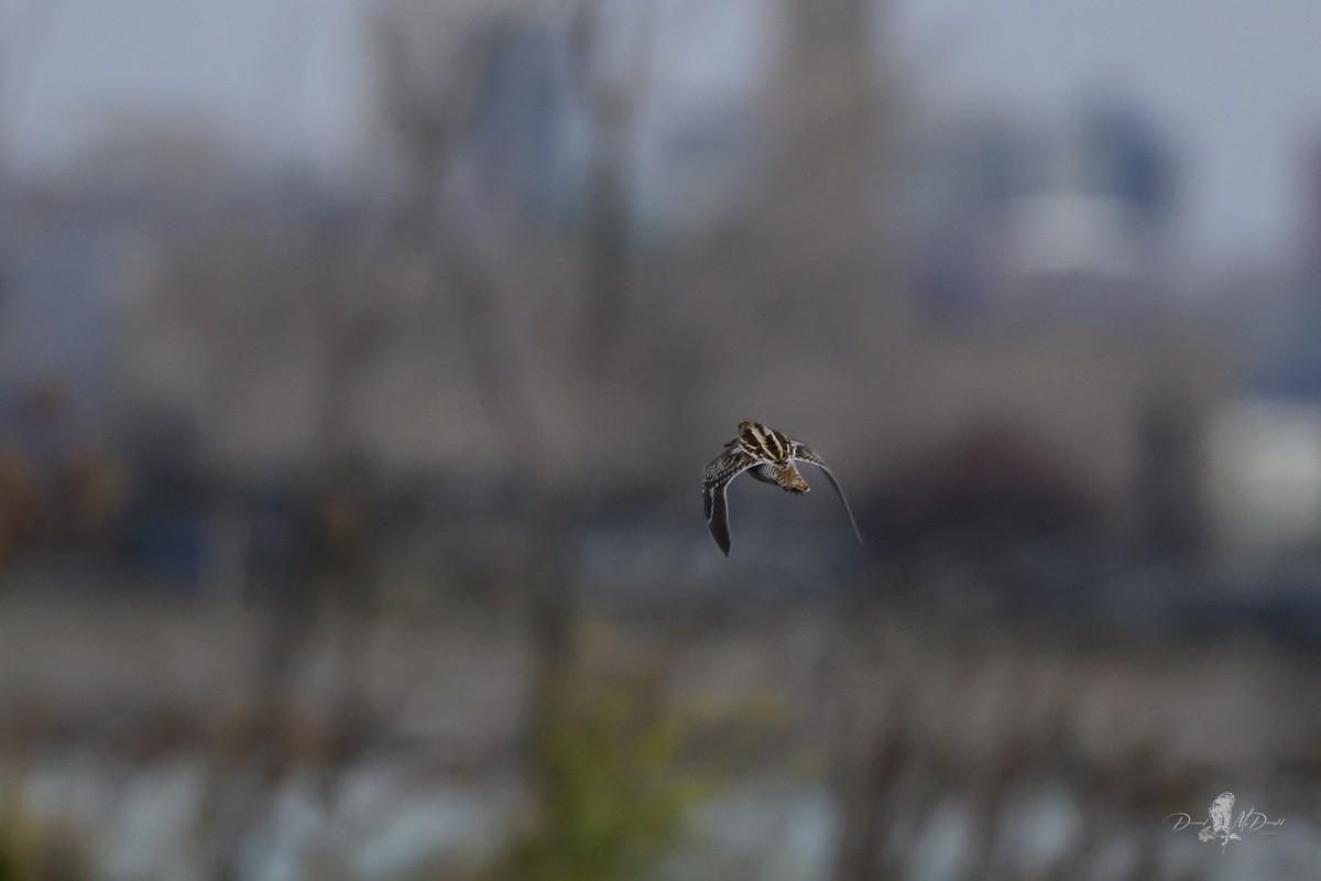 Wilson's Snipe - ML646698392