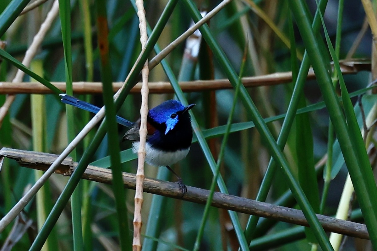 Purpurrücken-Staffelschwanz - ML646698393