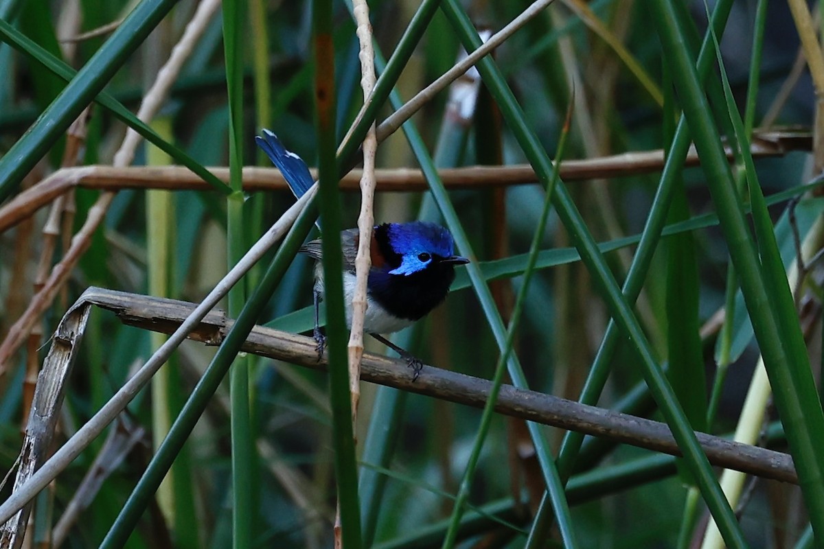 Purpurrücken-Staffelschwanz - ML646698394