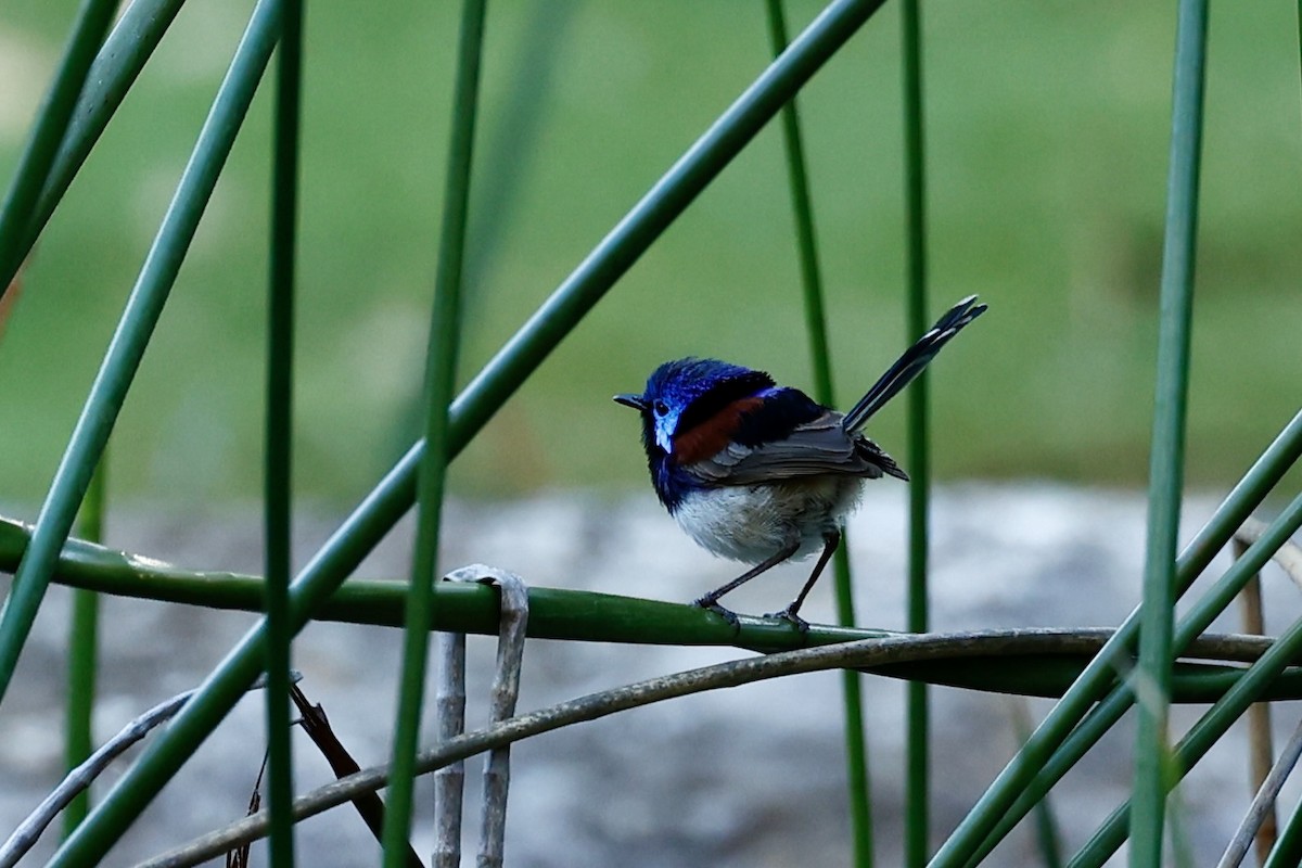 Purpurrücken-Staffelschwanz - ML646698398