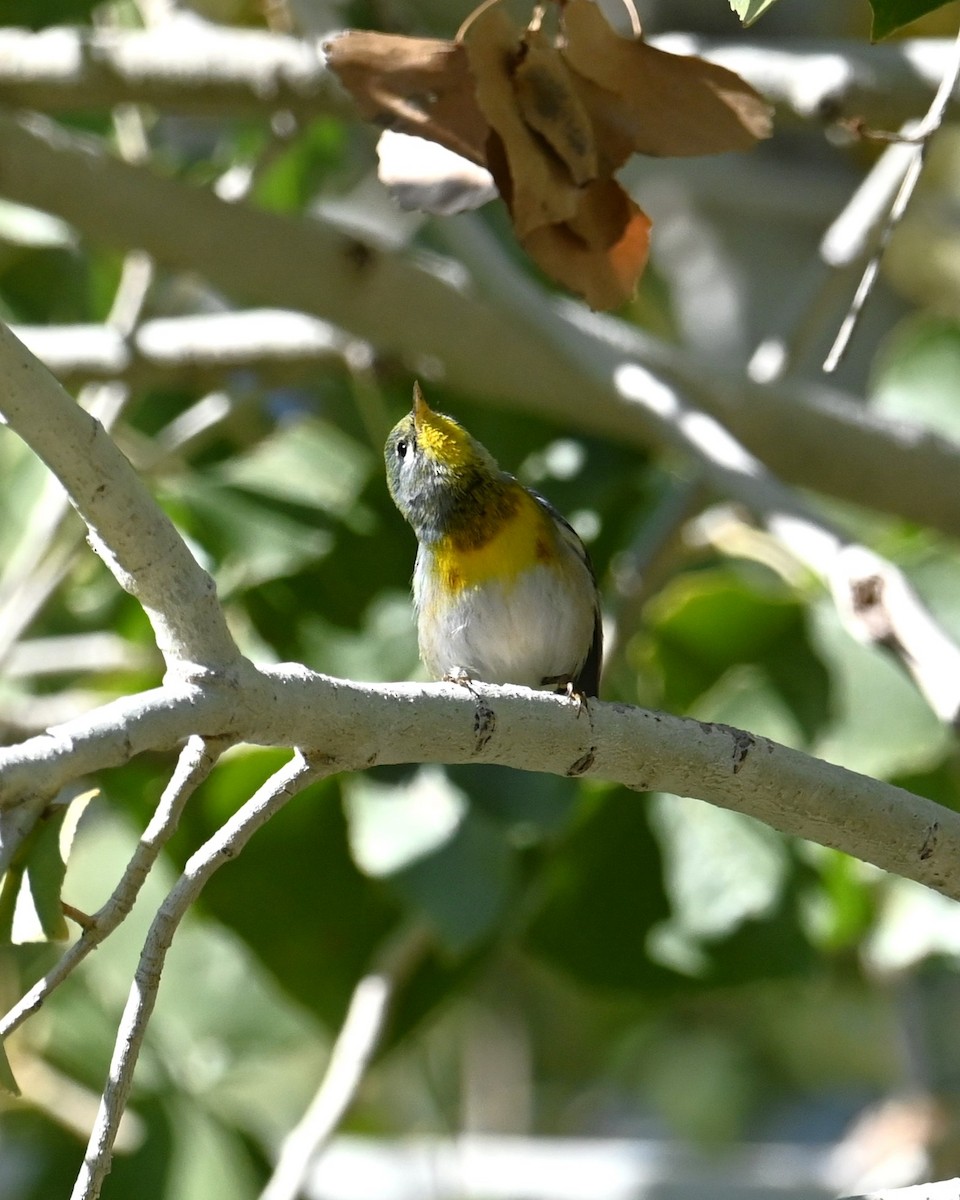Northern Parula - ML646698399