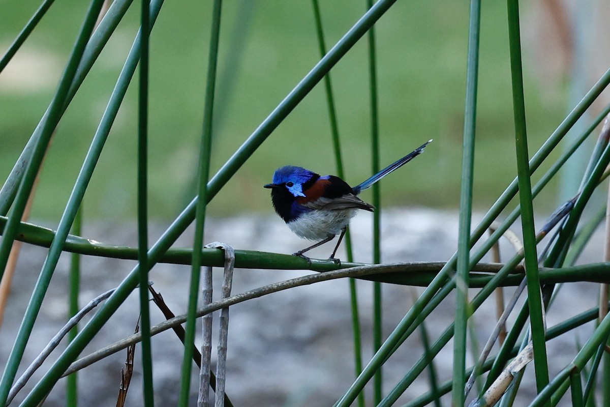 Purpurrücken-Staffelschwanz - ML646698400