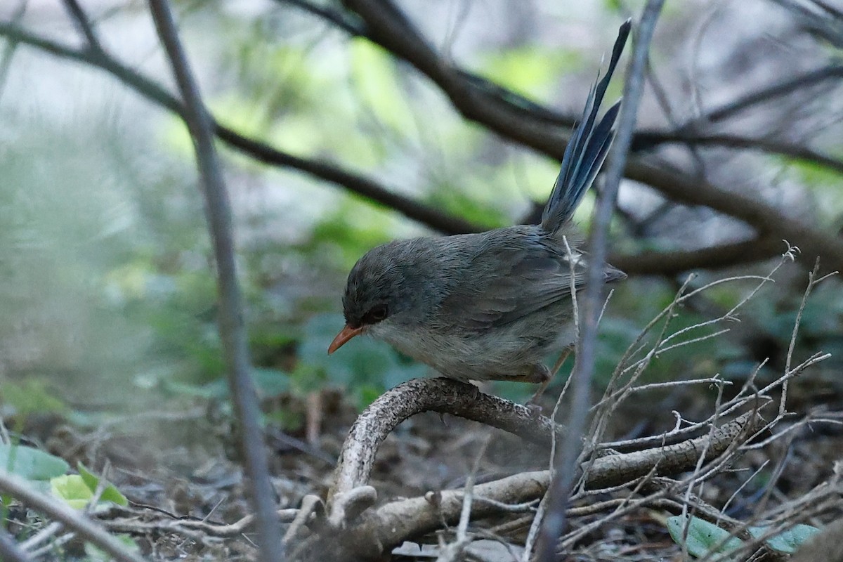 Purpurrücken-Staffelschwanz - ML646698401
