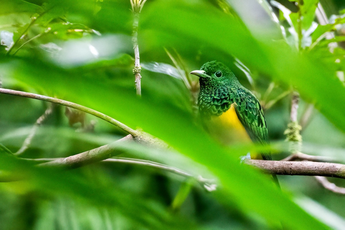 Желтобрюхая кукушка - ML646698402