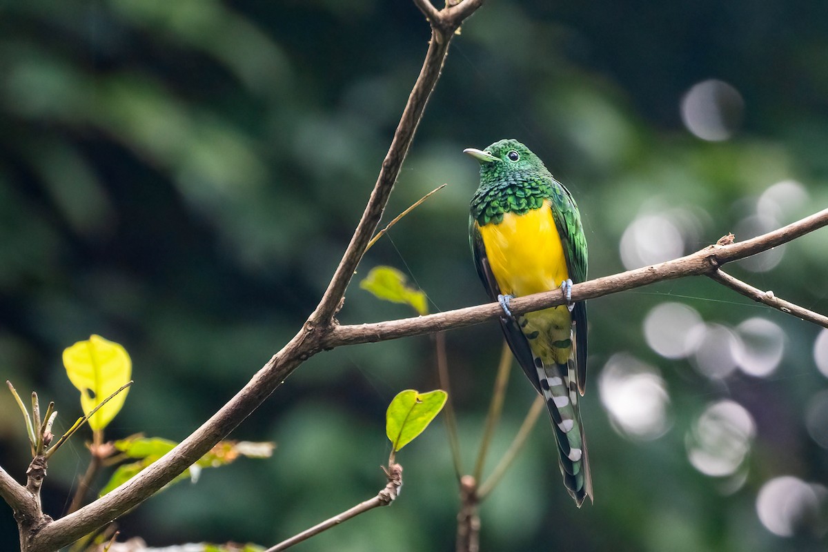 Желтобрюхая кукушка - ML646698403