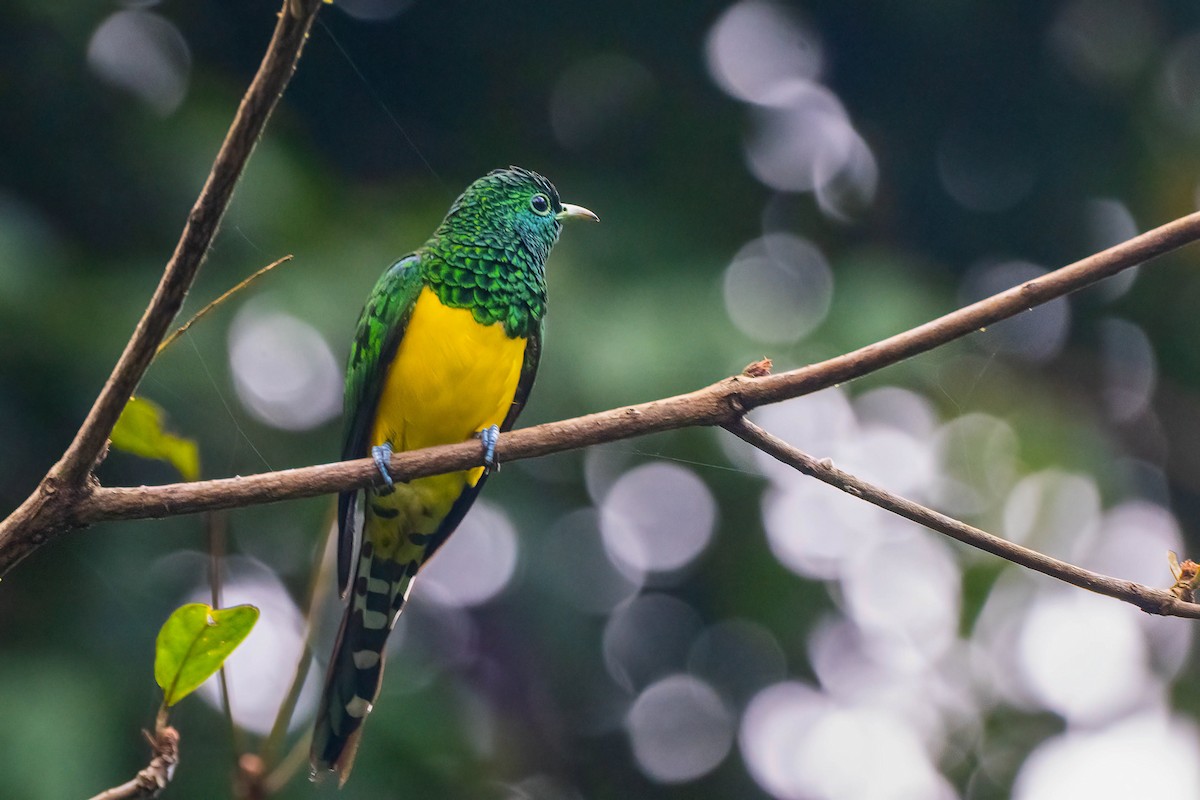 Желтобрюхая кукушка - ML646698404