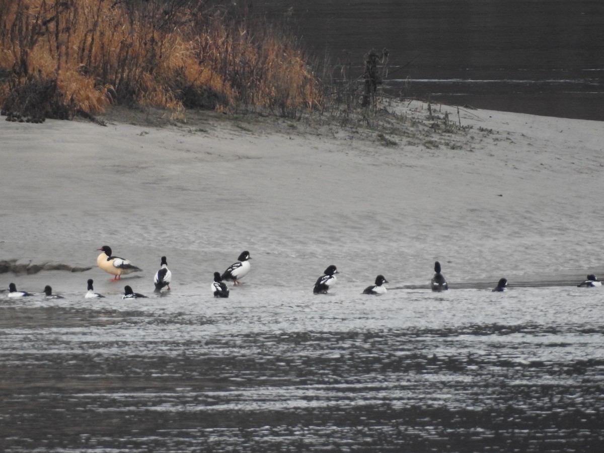 עבראש איסלנדי - ML646698408