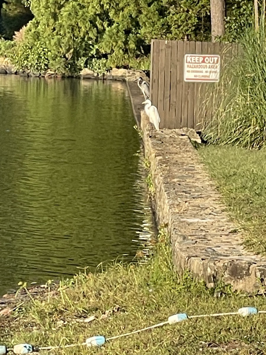 Great Blue Heron - ML646698409