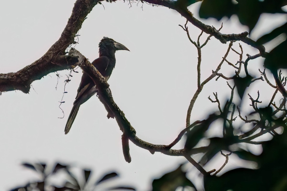 Крикливый шлеморог - ML646698413