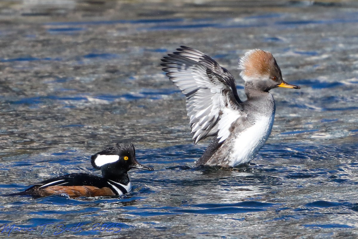 Hooded Merganser - ML646698414