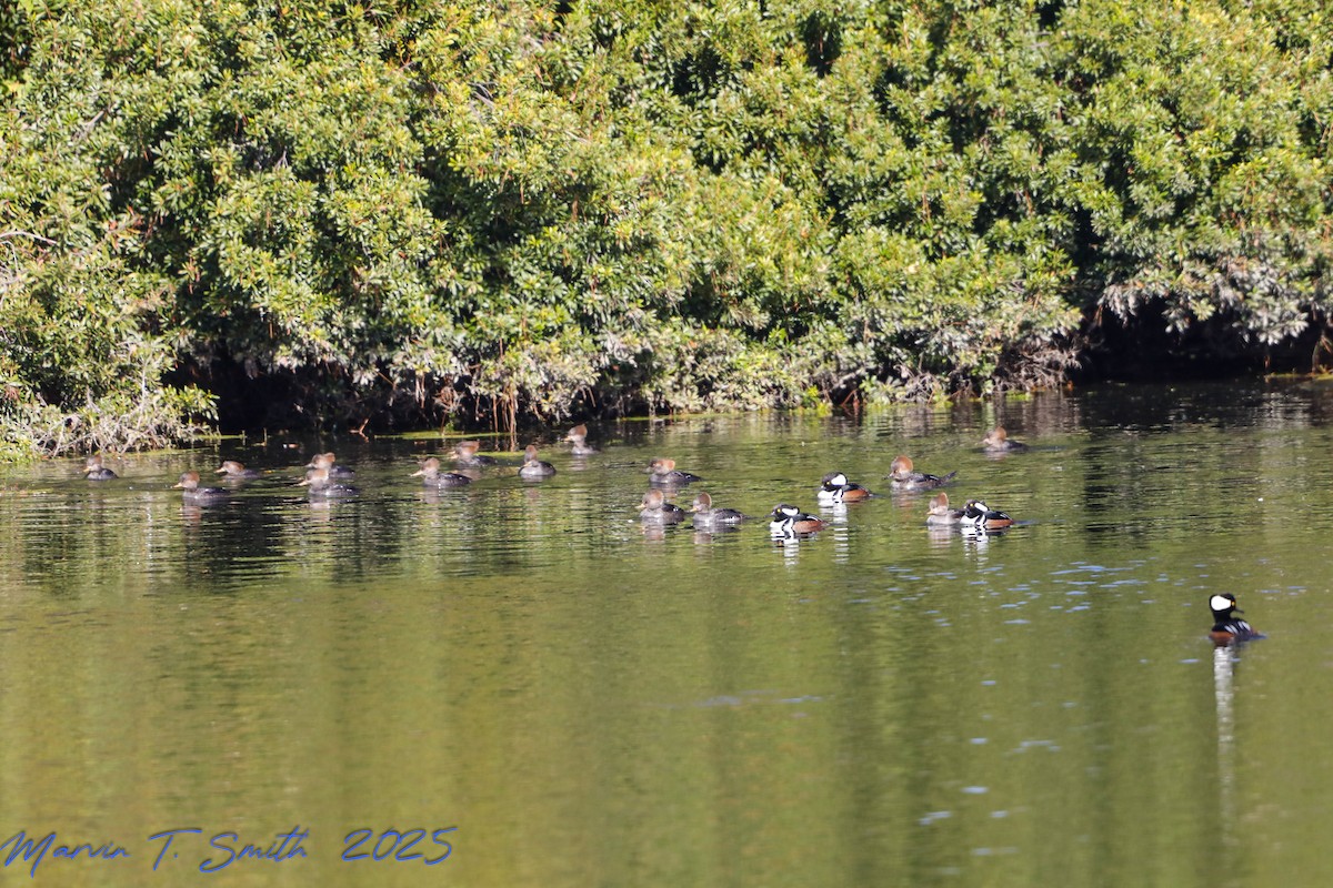 Hooded Merganser - ML646698415