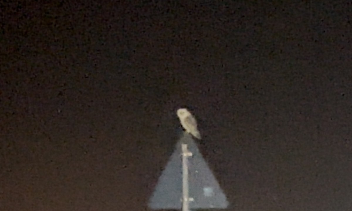 Hontz zuri eurasiarra - ML646698418