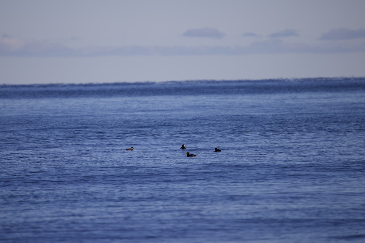 Black Scoter - ML646698420