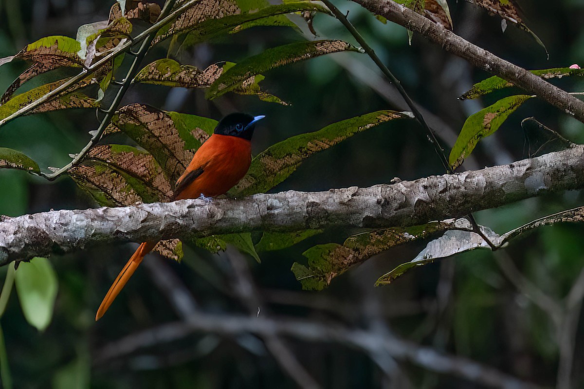 Сенегальская райская мухоловка - ML646698421