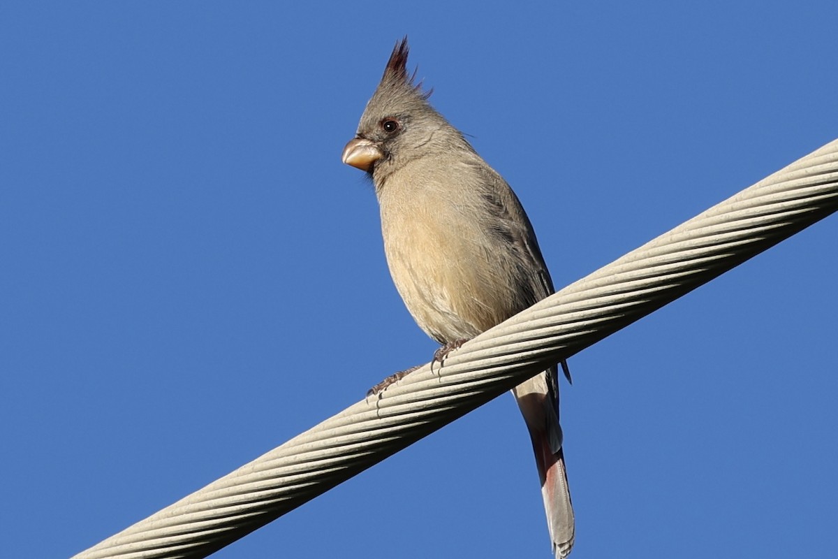 Kardinal grisa - ML646698427