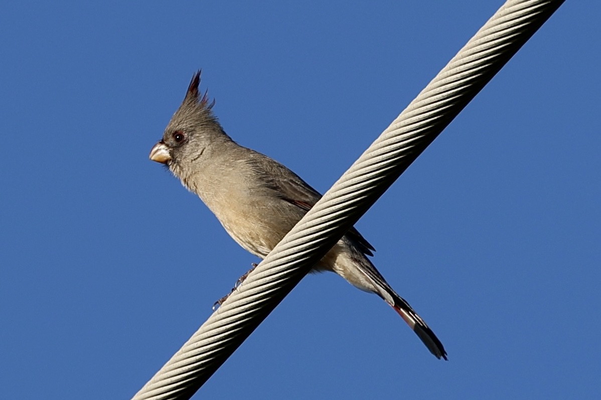 Kardinal grisa - ML646698428