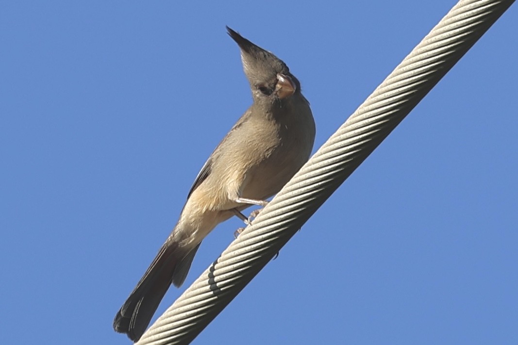 Kardinal grisa - ML646698429