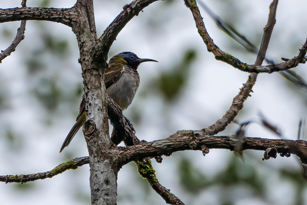 Нектарница-сильфида - ML646698430