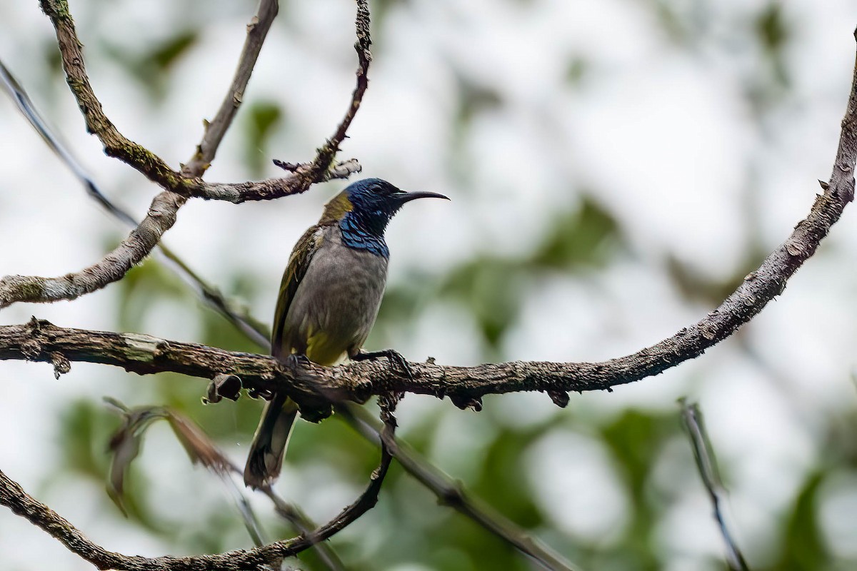 Нектарница-сильфида - ML646698431