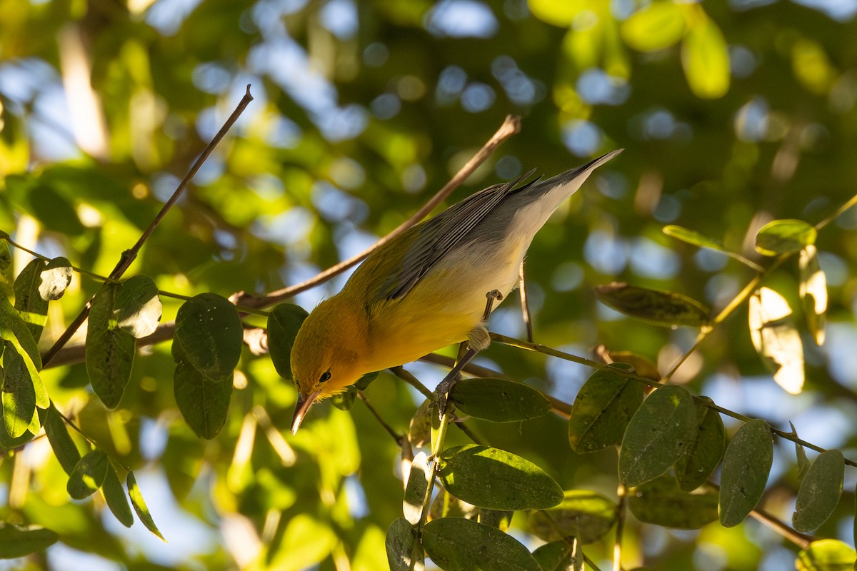 Prothonotary Warbler - ML646698432