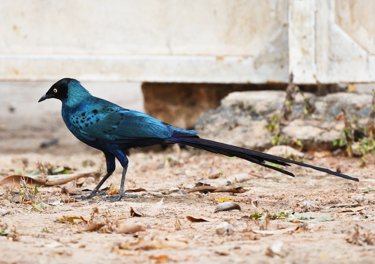 オナガテリムク - ML646698433