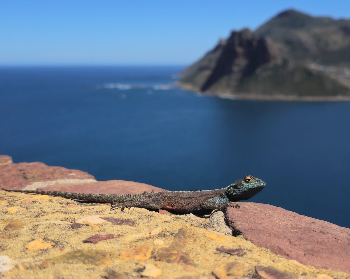 Southern Rock Agama - ML646698437