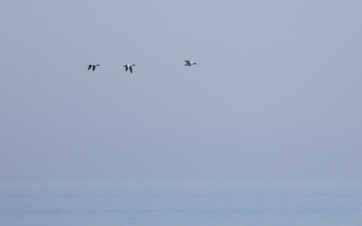 Paita arrunta - ML646698439