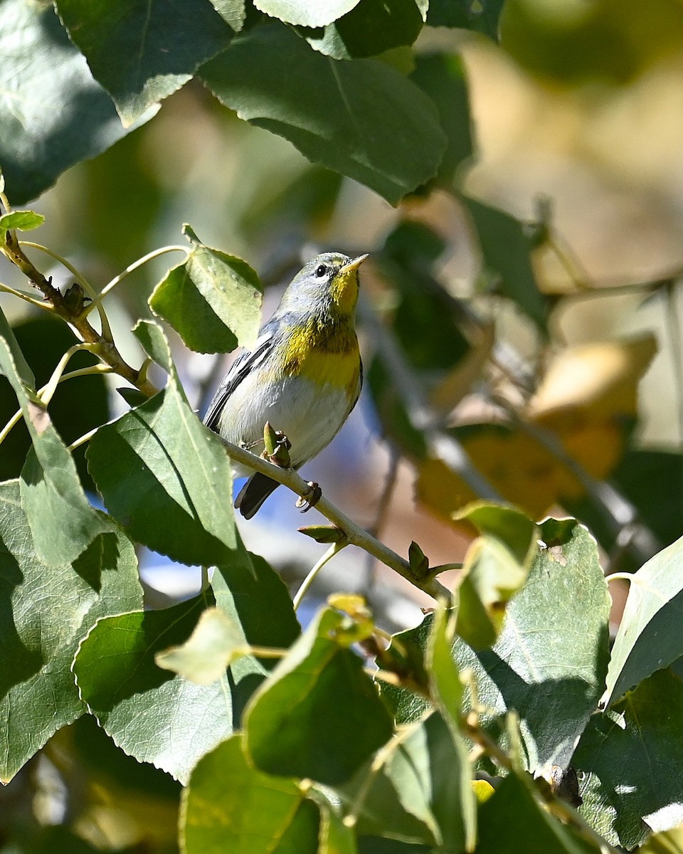 Northern Parula - ML646698444