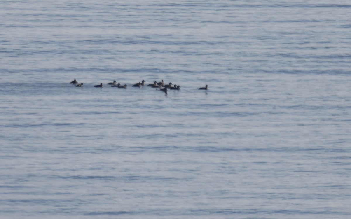 ヨーロッパクロガモ - ML646698447