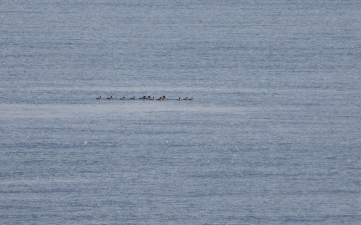 ヨーロッパクロガモ - ML646698448