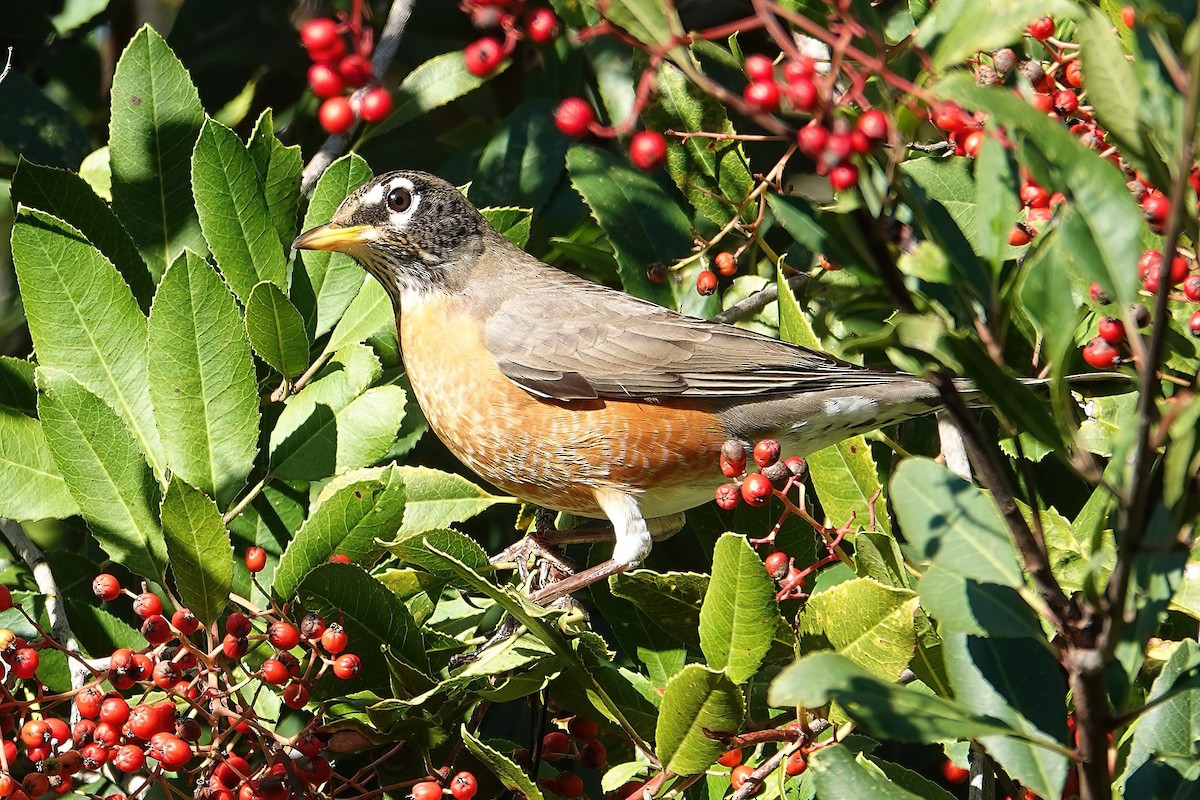 American Robin - ML646698453