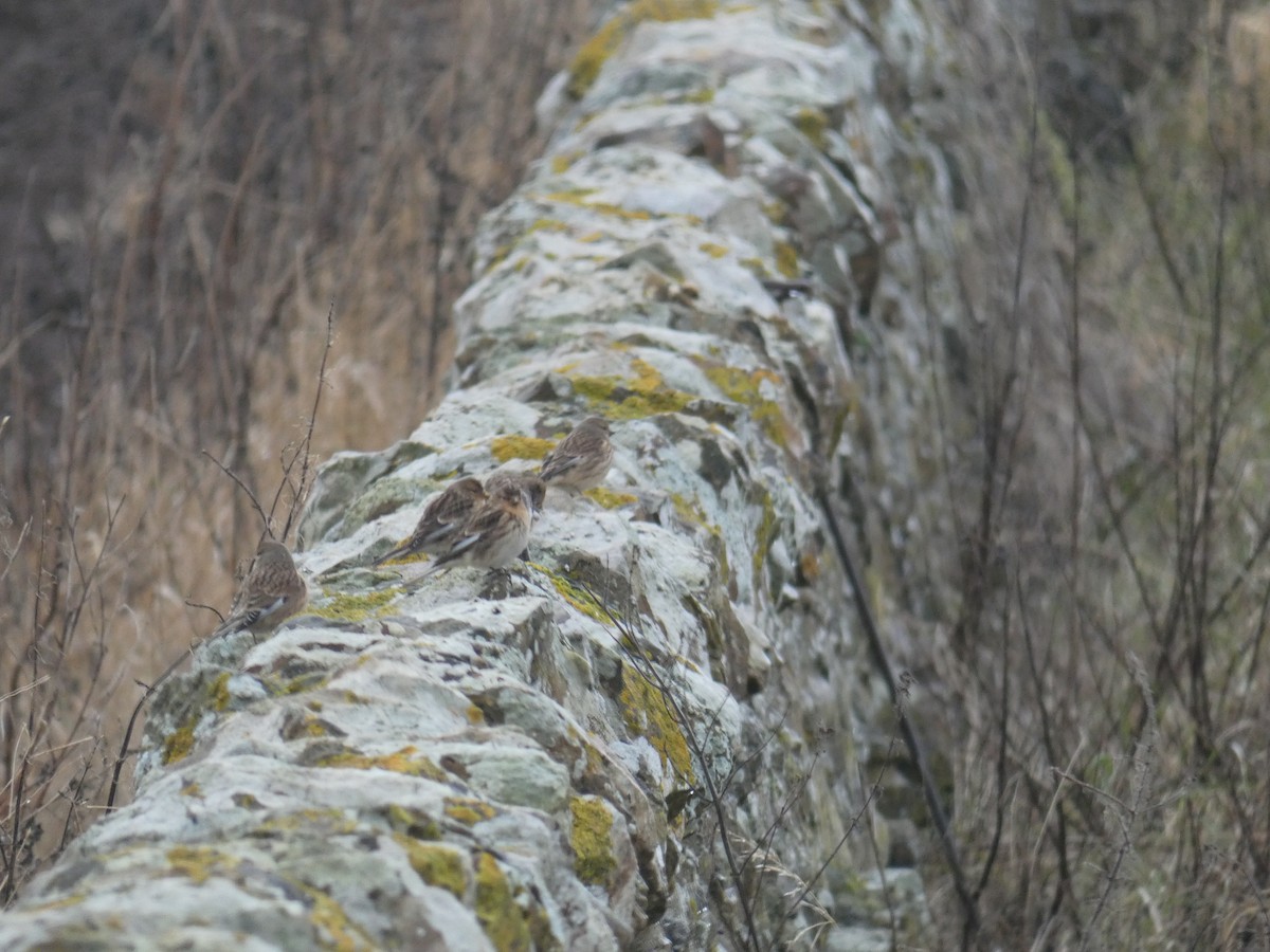 キバシヒワ - ML646698455