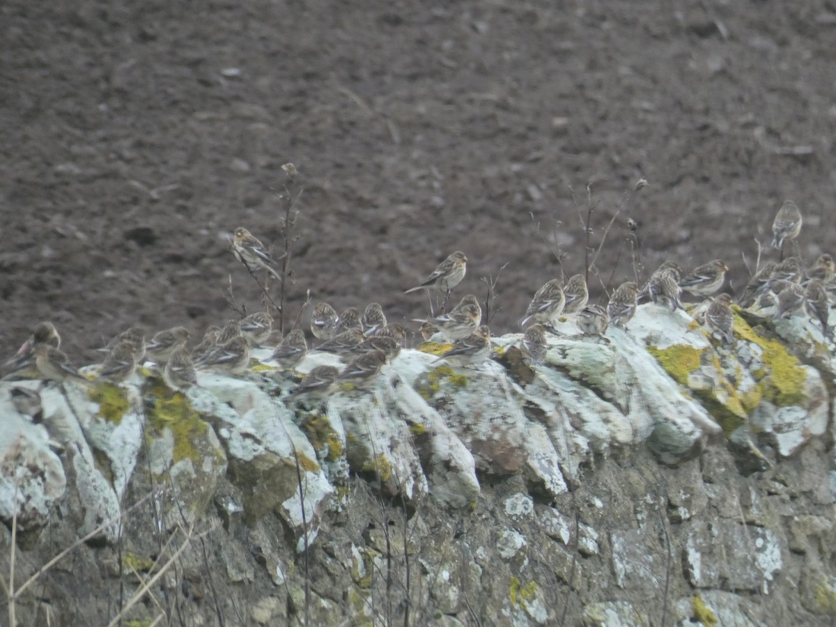 キバシヒワ - ML646698456