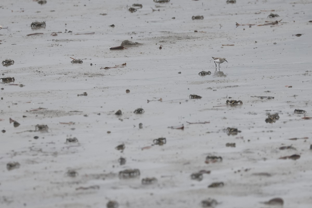 Txirri lepagorria - ML646698462