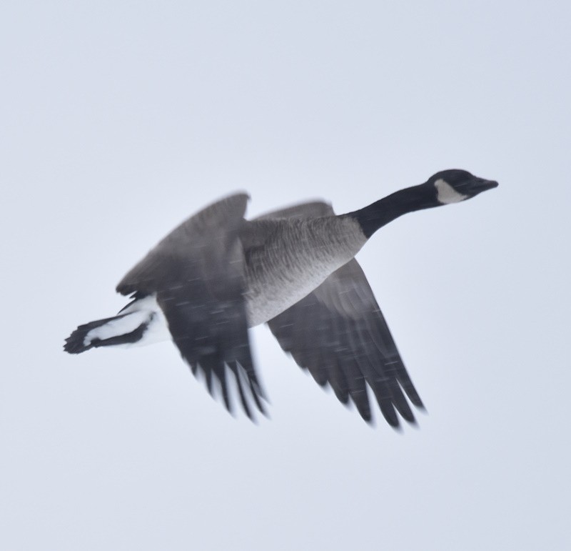 Canada Goose - ML646698467