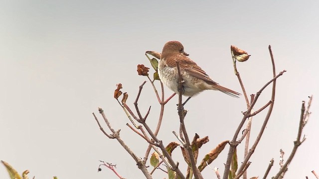 Red-backed Shrike - ML646698469