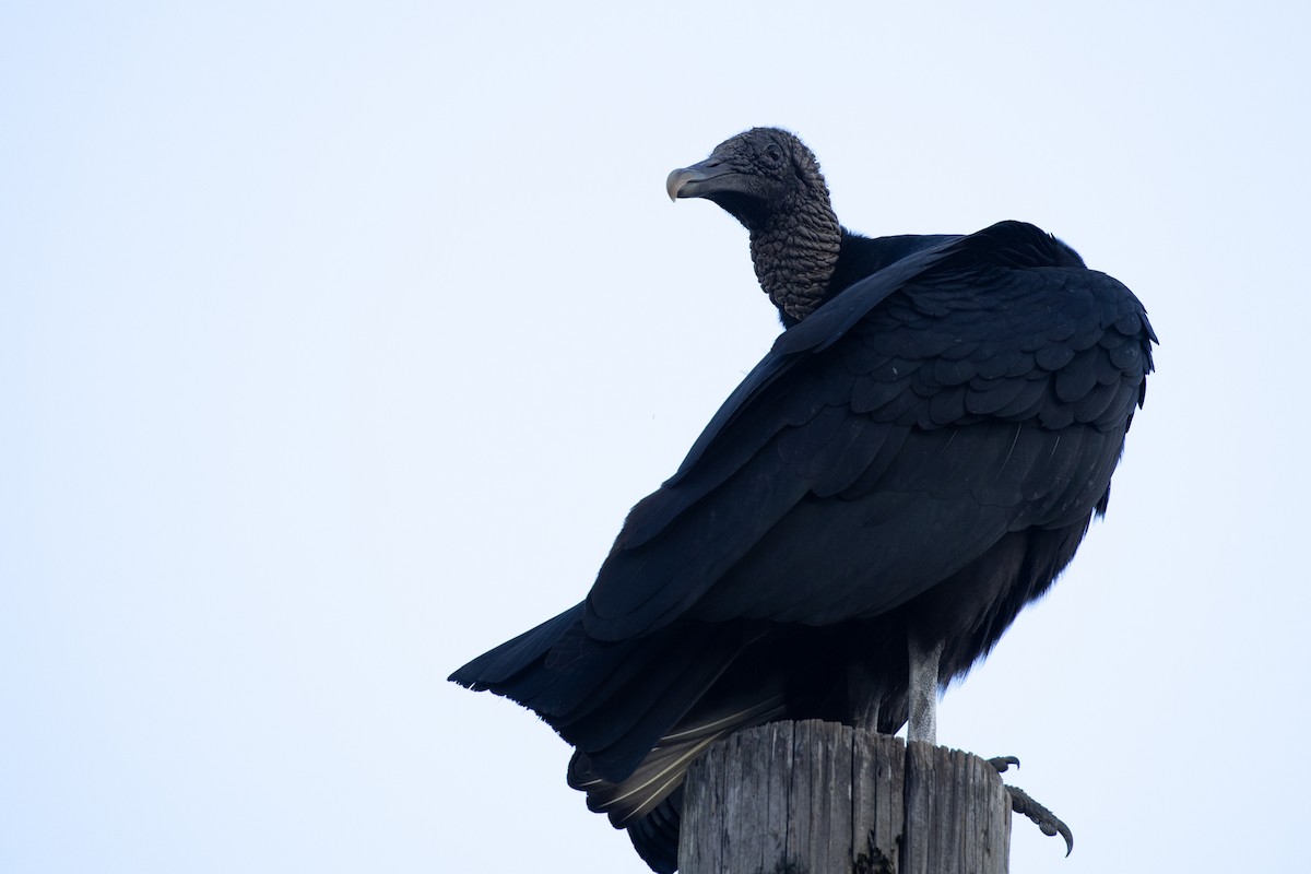 Rabengeier - ML646698473