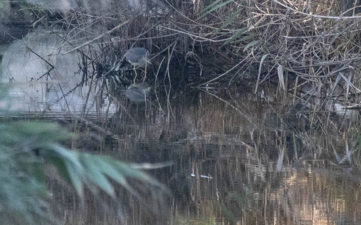 Amiltxori arrunta - ML646698474