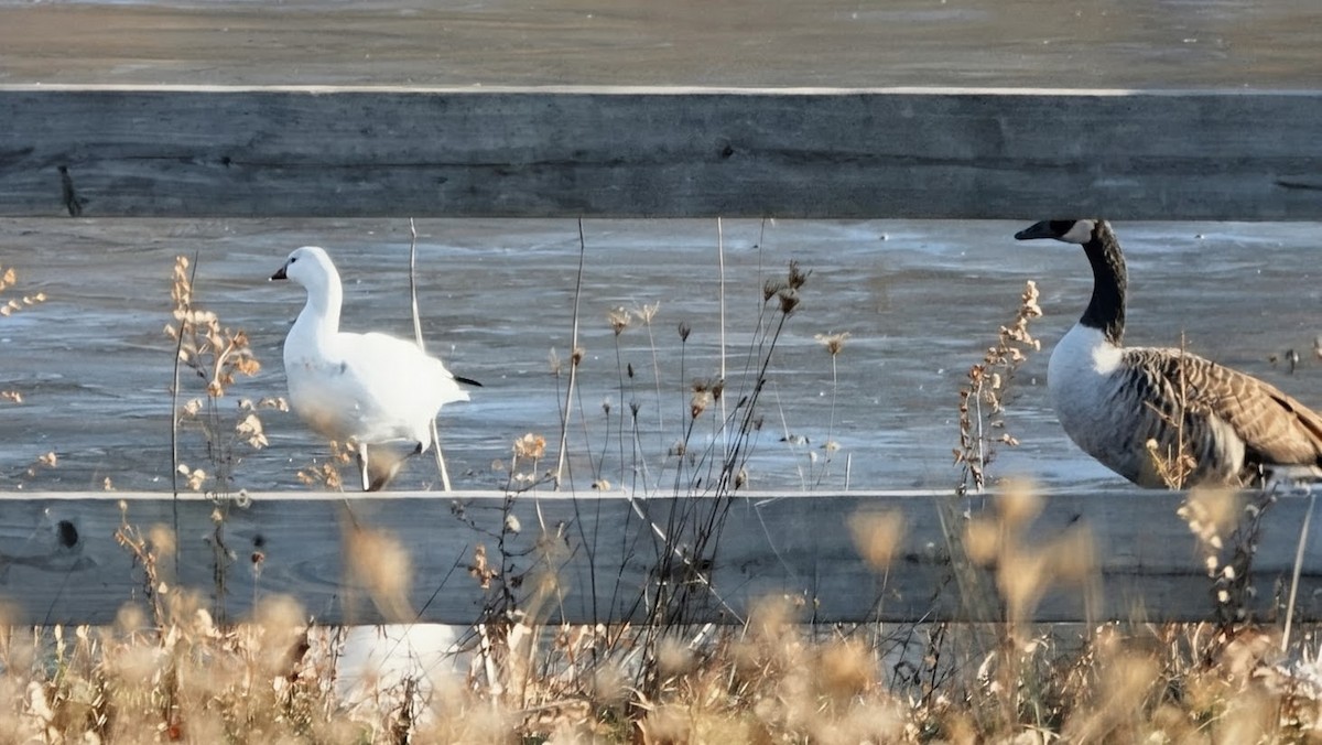 Oie de Ross - ML646698479