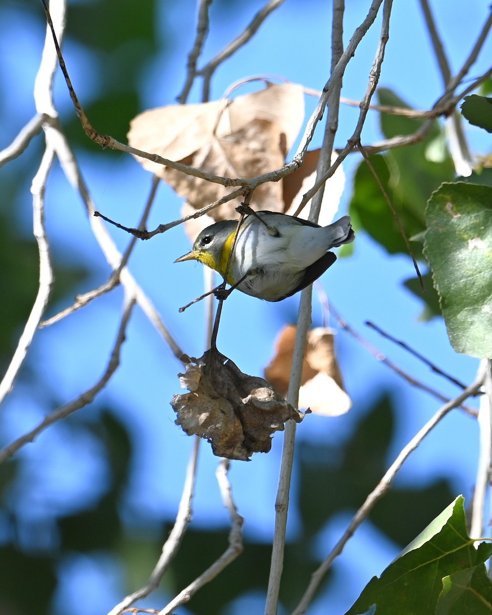 Northern Parula - ML646698480