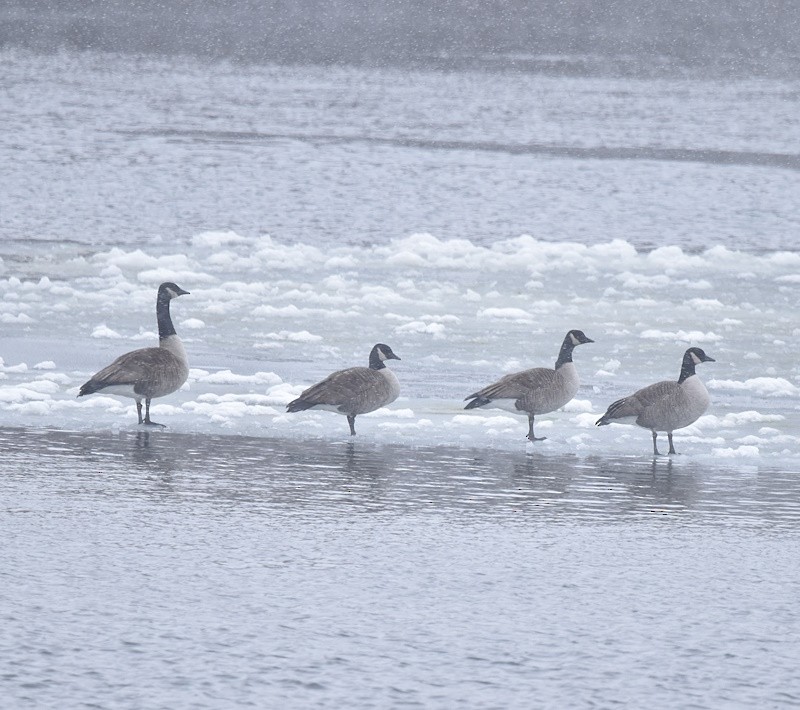 Canada Goose - ML646698481