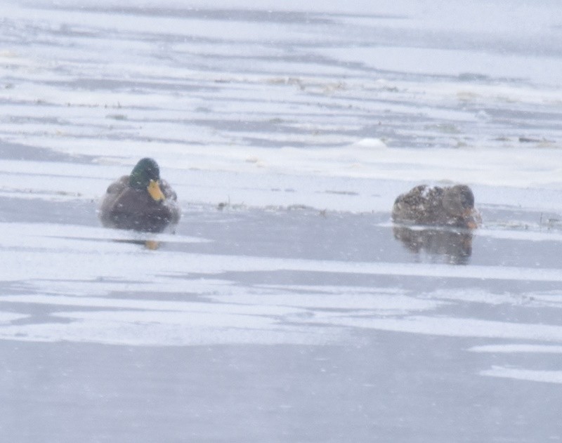 Mallard - ML646698485