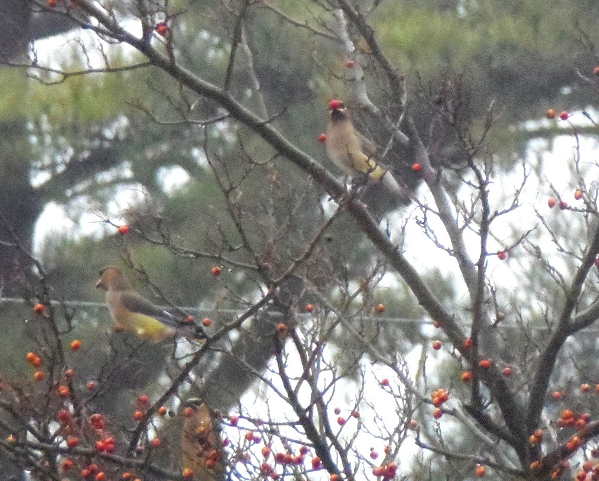 ヒメレンジャク - ML646698486