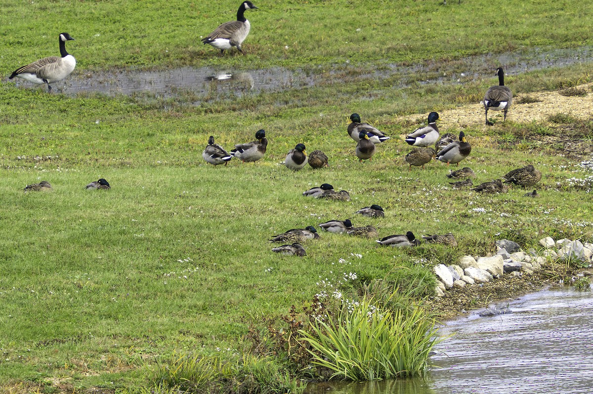 マガモ - ML646698492