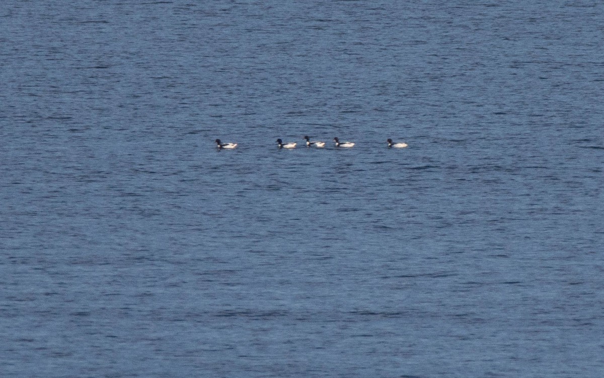 Paita arrunta - ML646698495