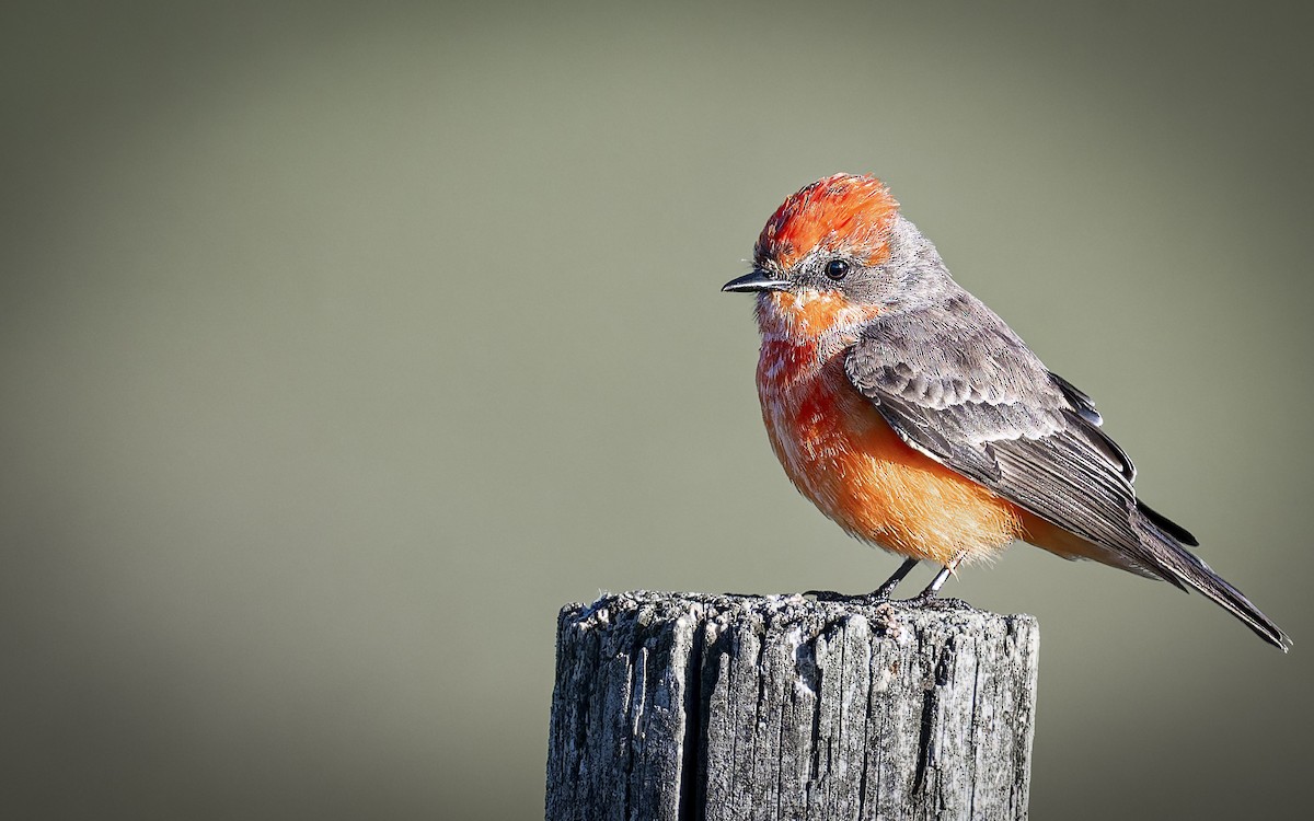 Vermilion Flycatcher - ML646698497