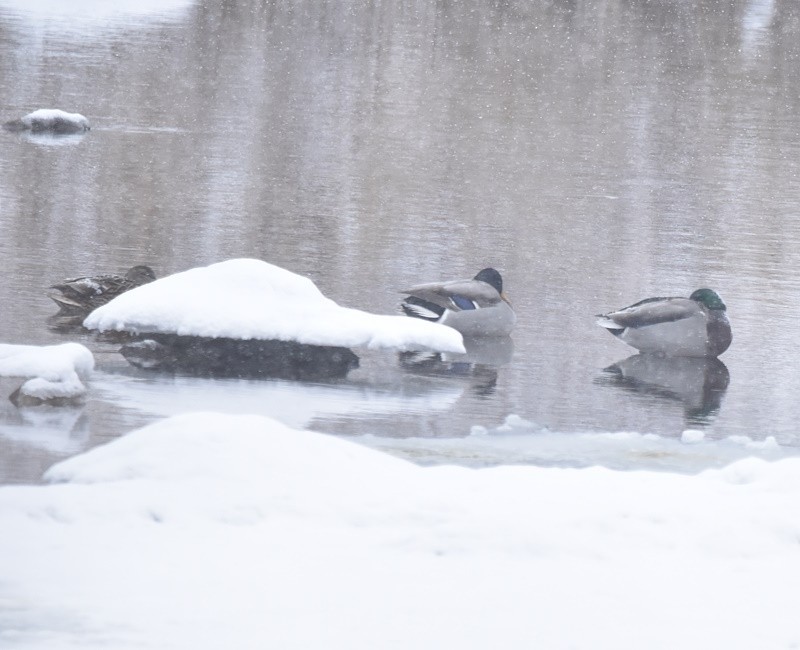 Mallard - ML646698498